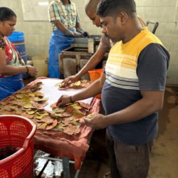 A Family’s Day in Auroville A Family’s Day in Auroville